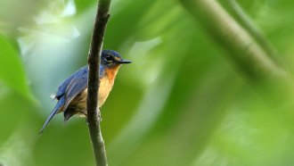 flycatcher