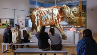 A photo shows people viewing the Secret World of Elephants