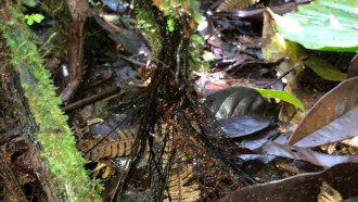 A photograph of a Cyathea rojasiana tree fern surrounded by fallen leaves.