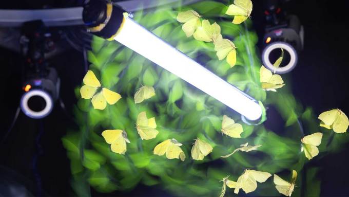 Multiple images of a yellow brimstone butterfly are shown via motion capture. The insect is flying in circles, with its back pointing toward an illuminated tube light inside a flight arena at Imperial College London.