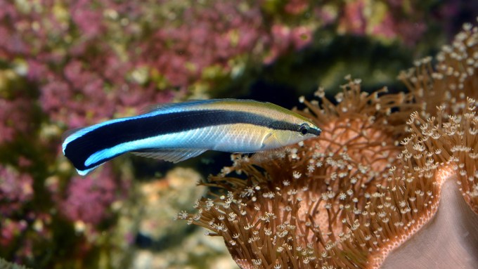 A photo of a bluestreak cleaner wrasse.