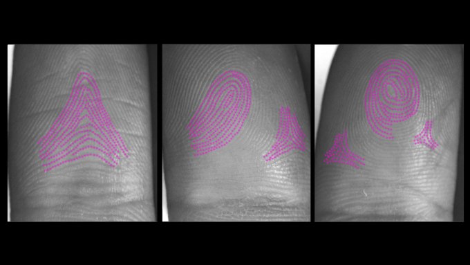 Three up close photos of index fingers with purple lines drawn on each to show their fingerprint shape. The first on the left shows the arch shape, the second in the middle shows the loop shape and the third on the right shows the whorl shape.