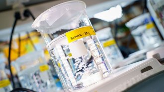 A photo of clear liquid inside of a glass beaker sitting on a scale.