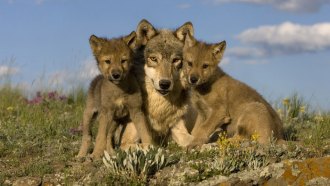 adult wolf and pups