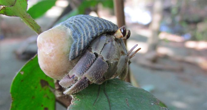 land hermit crab