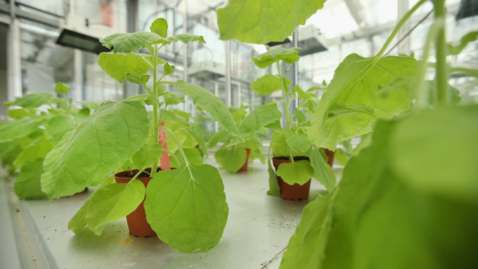 A photo of several plants in brown pots sitting on a large table.