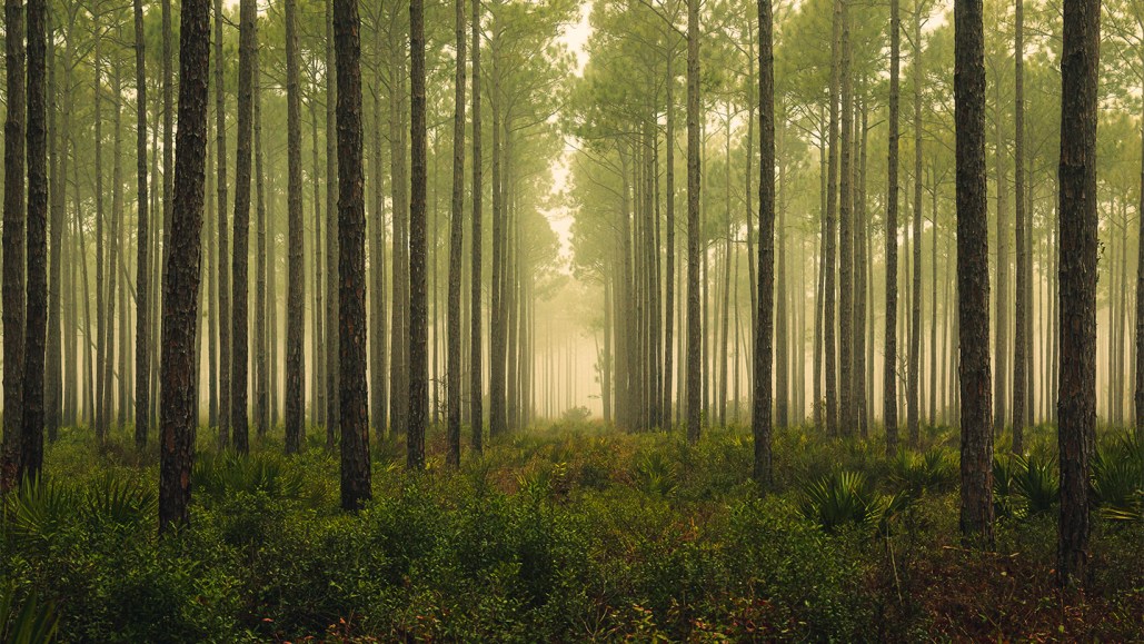 An image of a forest