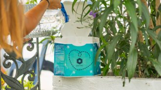 image of a person pouring water to a blue mosquito egg-rearing box with the oxitec logo on it