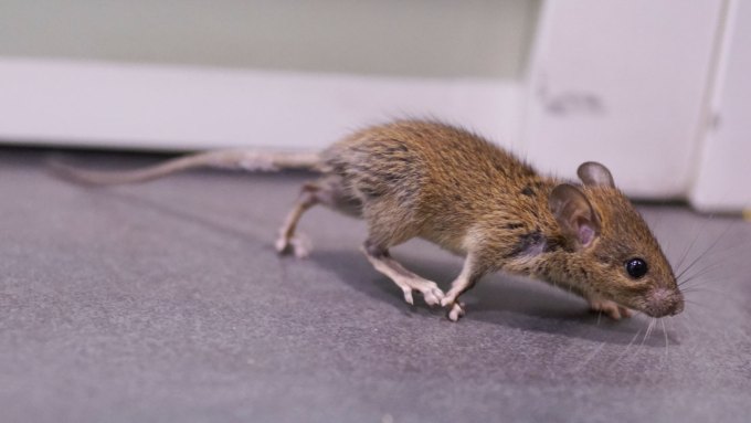 A photo of a small brown mouse running across a gray floor.