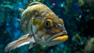 a quillback rockfish