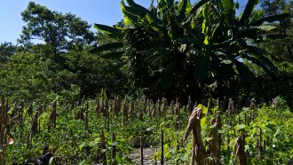 Milpa in Central America