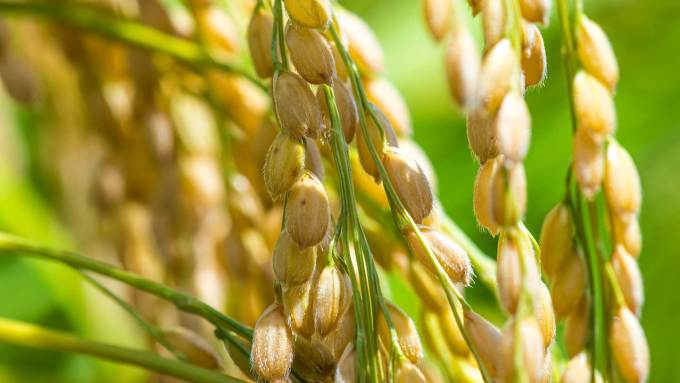 A close-up of rice plants