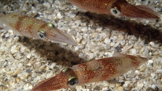 longfin inshore squid