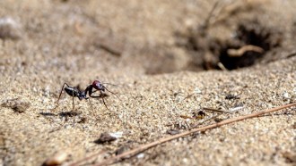 A desert ant strolls across sand near its nest.