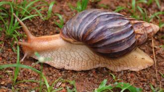 A close up image of a light orange snail with a brown shell sitting on the ground.