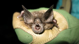 a Hill’s horseshoe bat in a green gloved hand