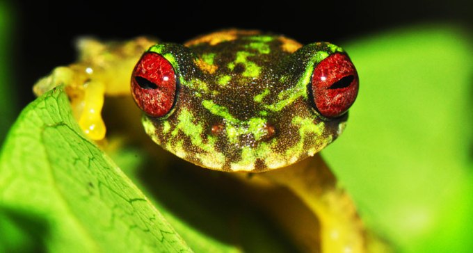 mossy red-eyed frogs