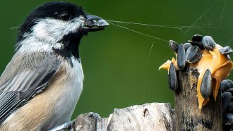 A photo of a perched black-capped chickadee where it is across from what looks like seeds stuck to wood with peanut butter. There's a cobweb stuck to the chickadee's beak that also falls into the food.