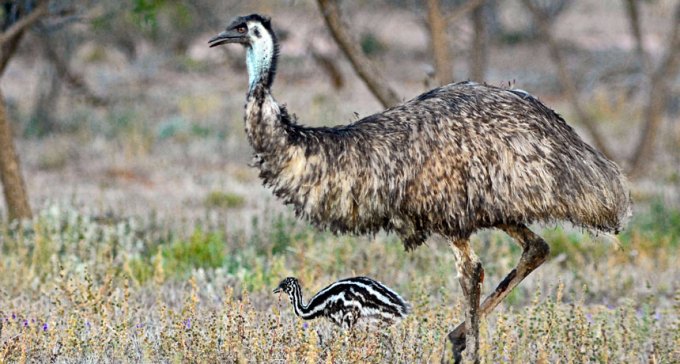 emu