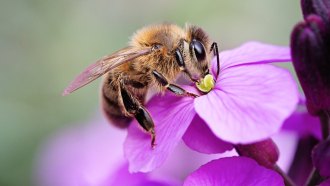 A honeybee perches on a purple wallflower. The bee is sipping nectar from the flower's yellow anthers. A new bee vaccine may protect against a bacterial and a viral disease.