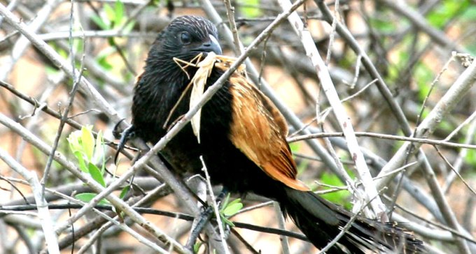 black coucal