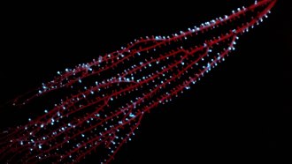 Strands of red coral with blue glowing tips