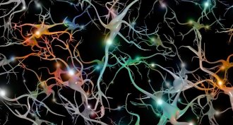 neurons