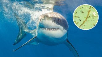 A great white shark swims through water. Inset is a microscope image of an ancient tapeworm fossilized in amber.