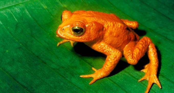 golden toad