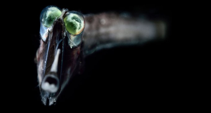 tube-eye fish