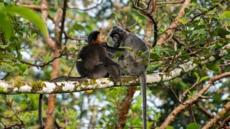 Two monkeys standing on a tree branch; a juvenile monkey is being groomed by a female silvered-leaf monkey