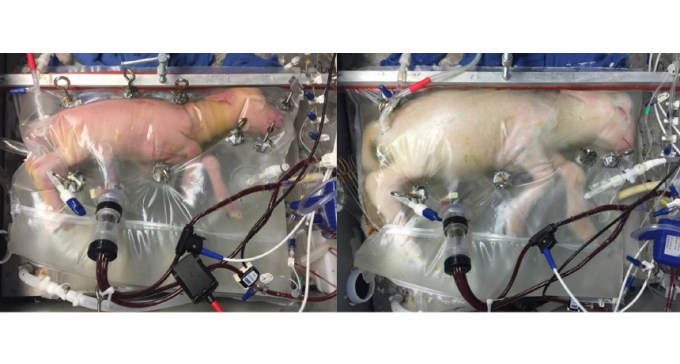 two photos of fetal lambs in artificial wombs