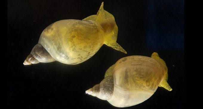 pond snails