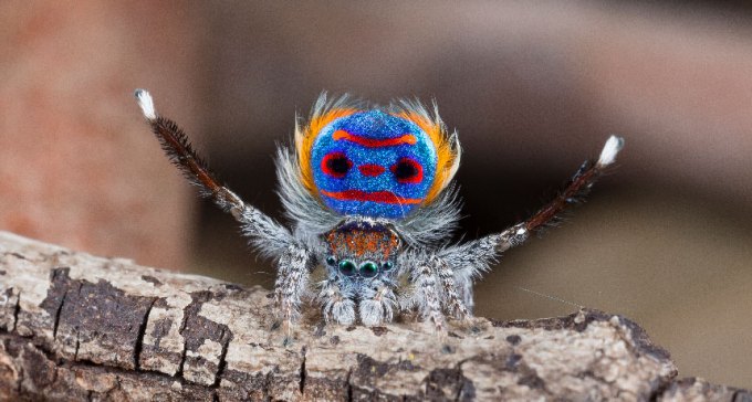 peacock spider