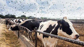 A flock of birds flying over some dairy cattle