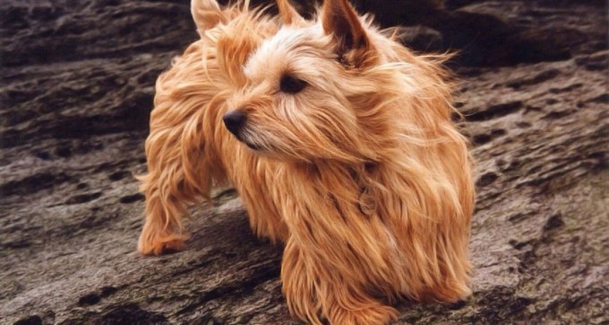 Norwich terrier