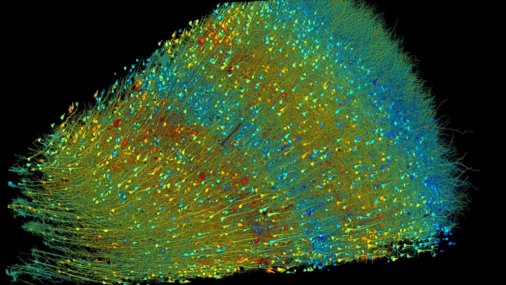 A colorful swath of nerve cells fans out horizontally.