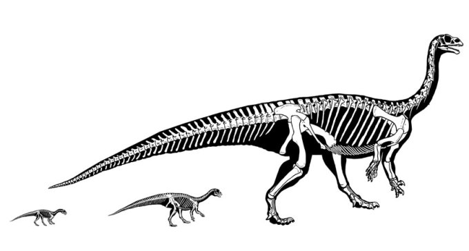 Mussaurus patagonicus