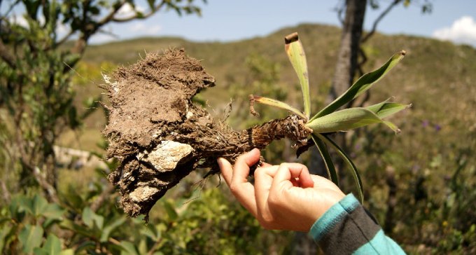 uprooted plant