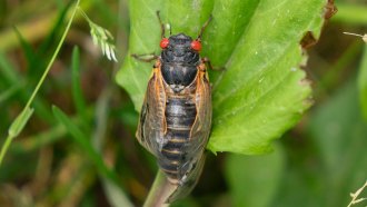 A cicada on a leaf