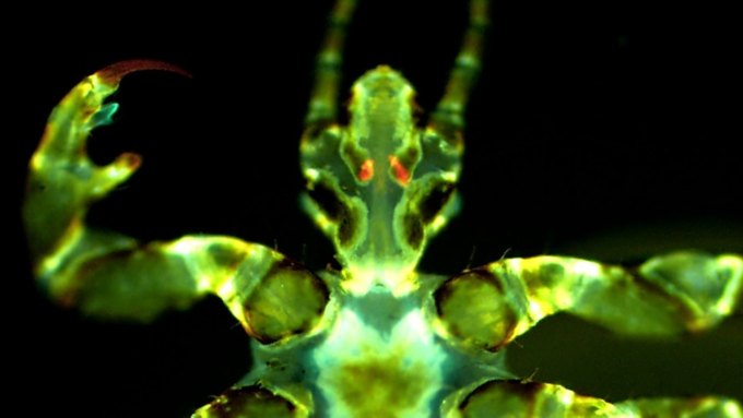 Image shows the head and upper appendages of a glowing green human body louse. Two red dots on either side of the head indicate the louse carries Yersinia pestis, the bacterium that causes plague, in specialized structures called Pawlowsky glands.