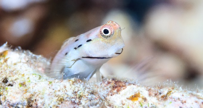 Great Barrier Reef blenny