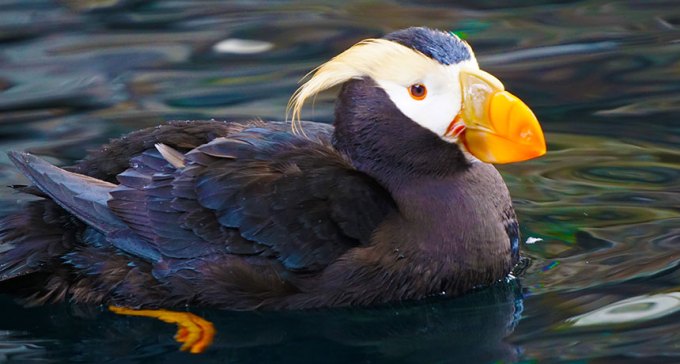 tufted puffin