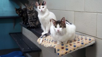 A photo of four cats perched on a ledge.