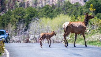 Two deer crossing a road