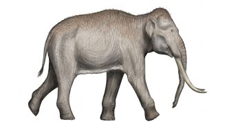 illustration of a straight-tusked elephant