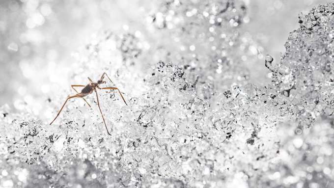 A photo of a snow fly standing on ice.