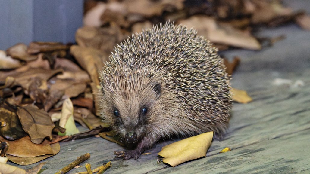 A photo of a hedgehog