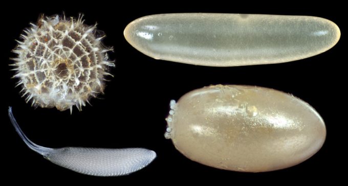 insect egg shapes