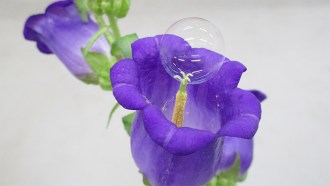 drone pollinating flower with bubbles